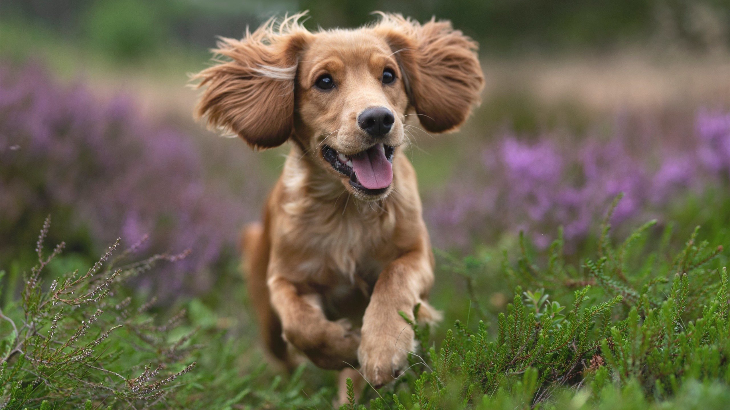 鏖战银石，周冠宇驾驶索伯赛车力抗两辆法拉利的战术奇迹