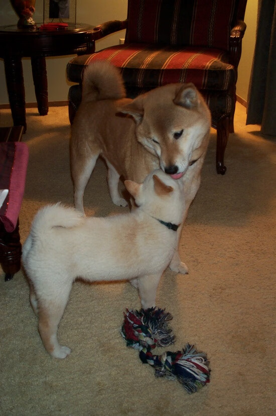 凯恩绝杀！三狮鏖战波兰，索斯盖特战术制胜