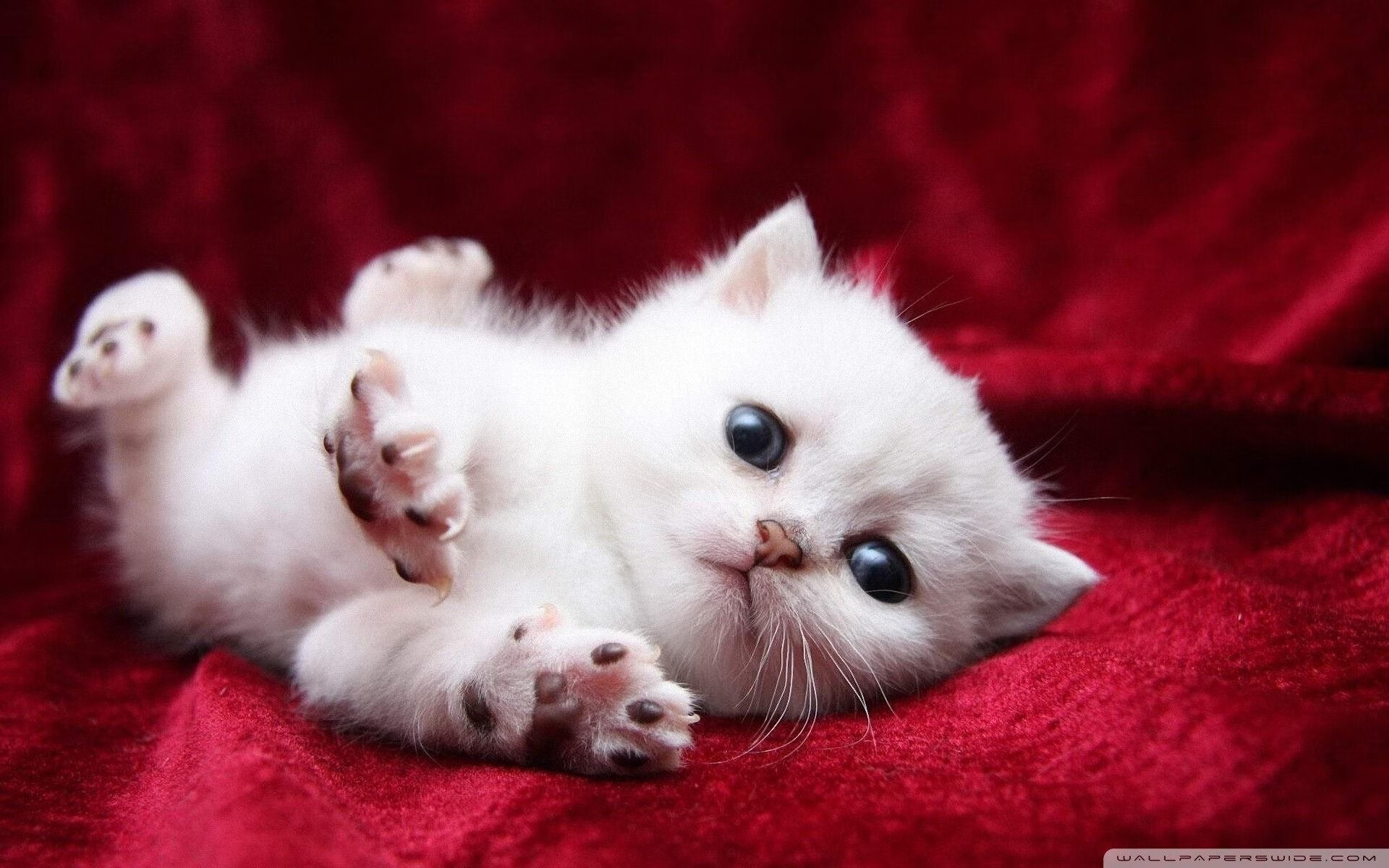 绝境狂飙，当梅赛德斯的银色闪电逆转迈凯伦，勒克莱尔在三巨头的夹缝中加冕