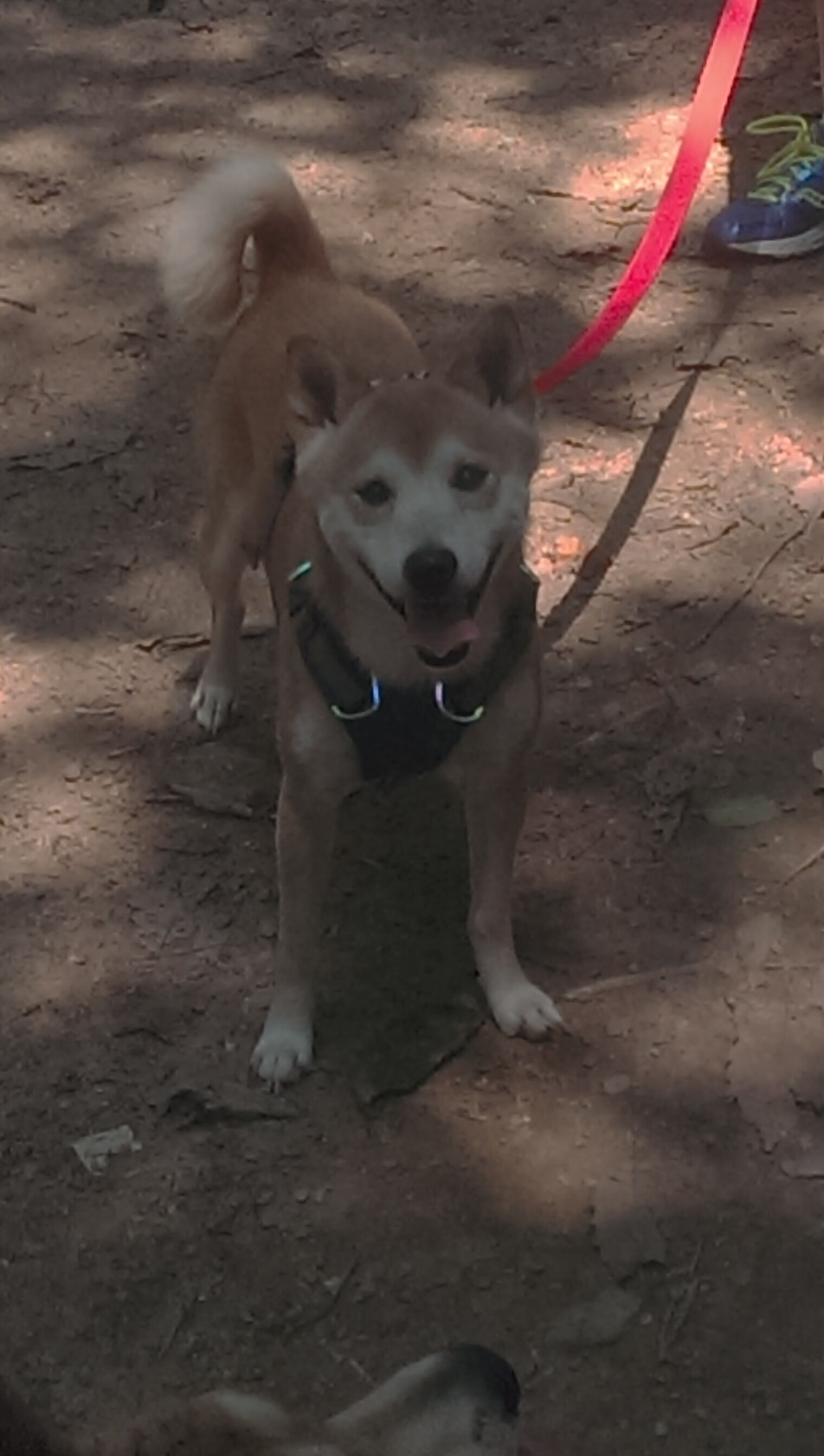 爱游戏tv-跨越千年的弧线，韩国队如何在与奥地利对决中编织出乒乓新经纬