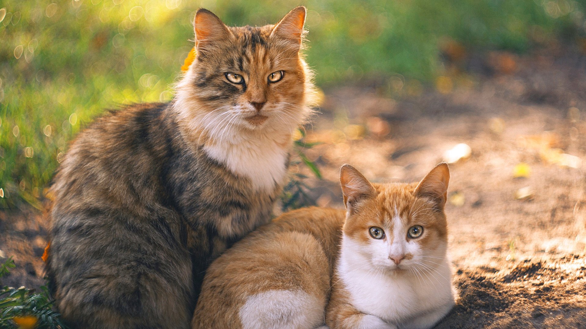 爱游戏在线-双重碾压，从法兰西绿茵到东方球台，胜利的公式只有一个