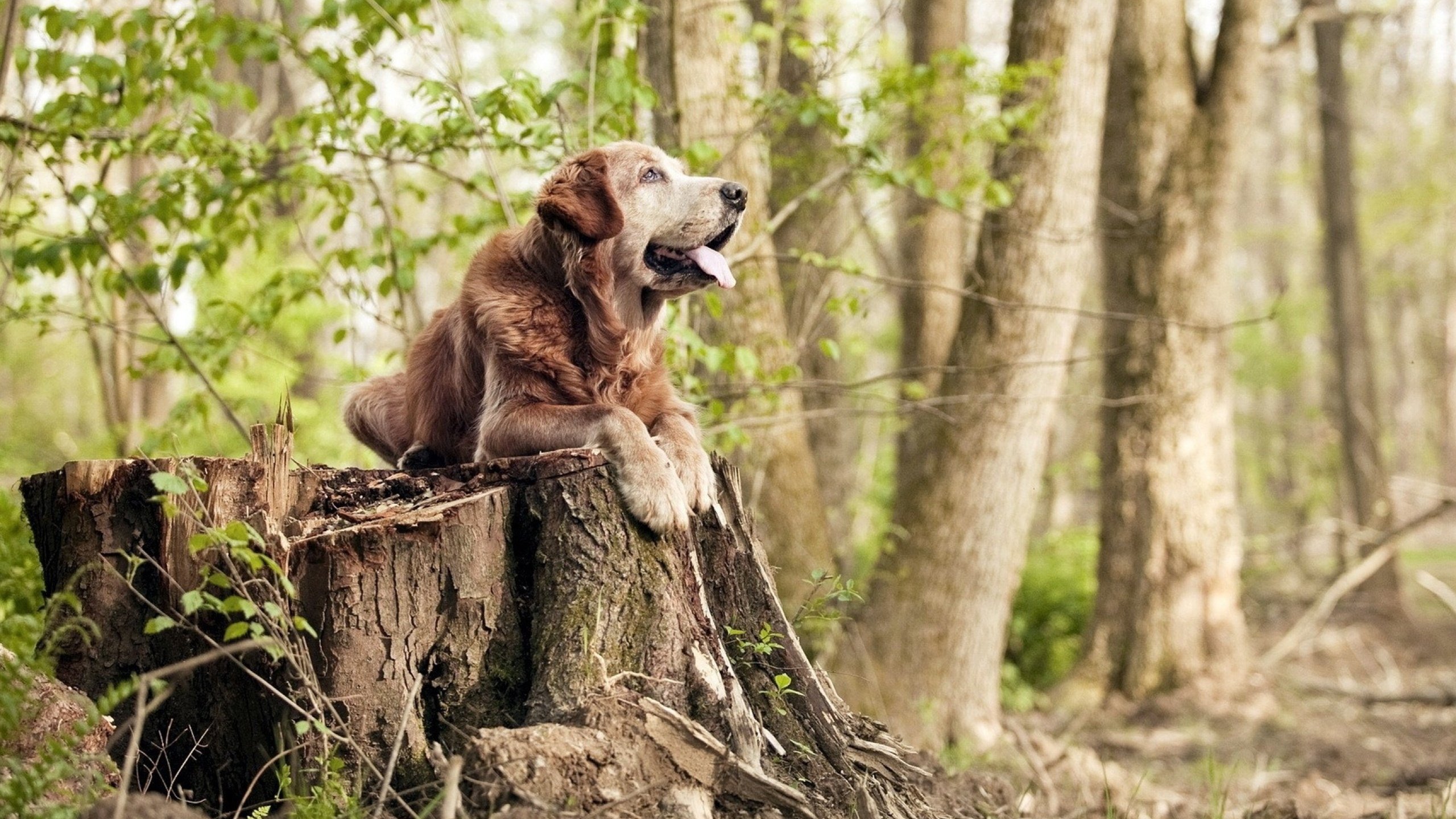 从1-0到2-1，当格子军团的铁血，刺穿了青春风暴的梦幻—孔德，那个将历史改写于瞬间的沉默英雄