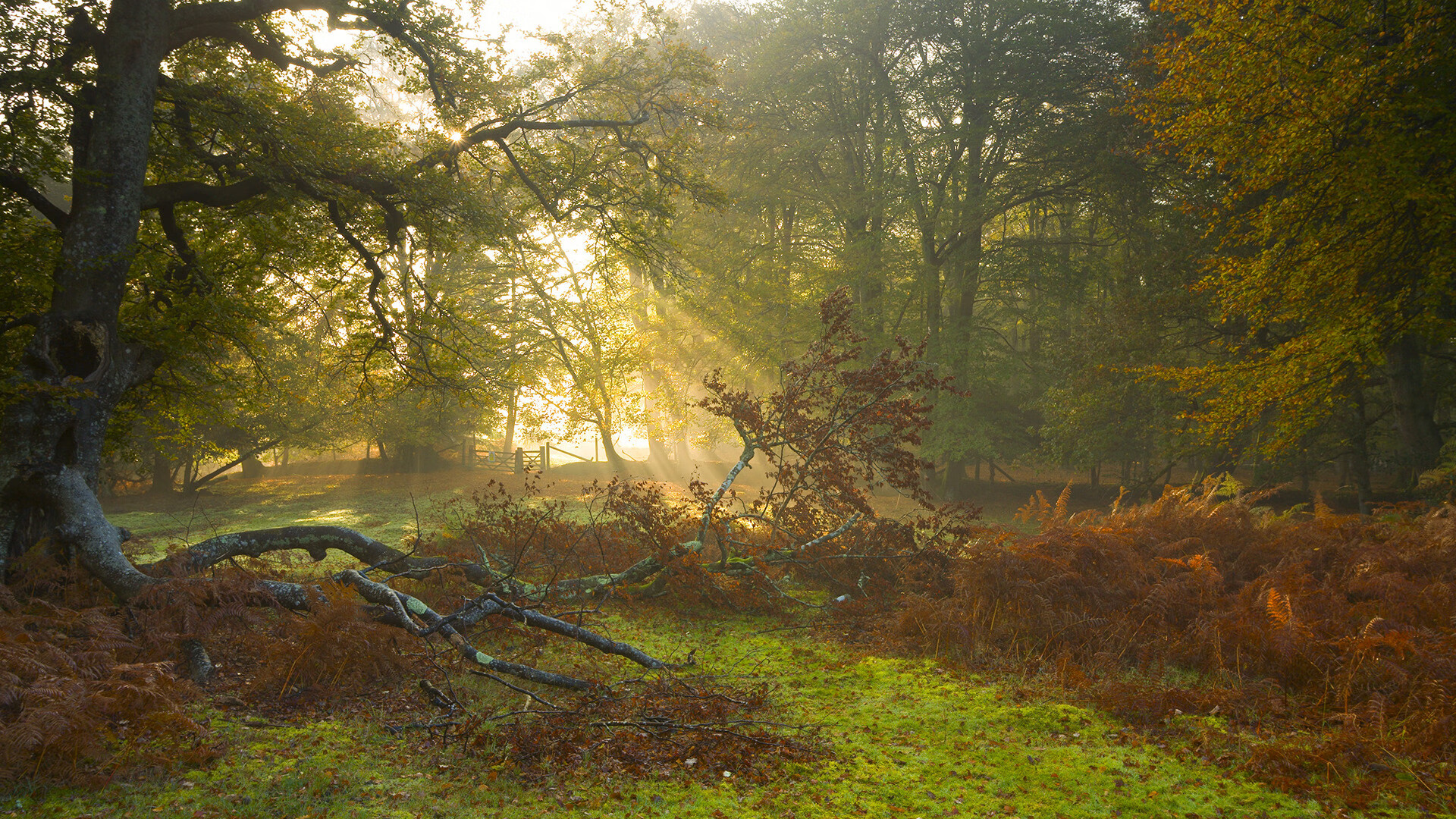 天外飞仙,当爱德华兹在错位时空中撕碎比赛手册