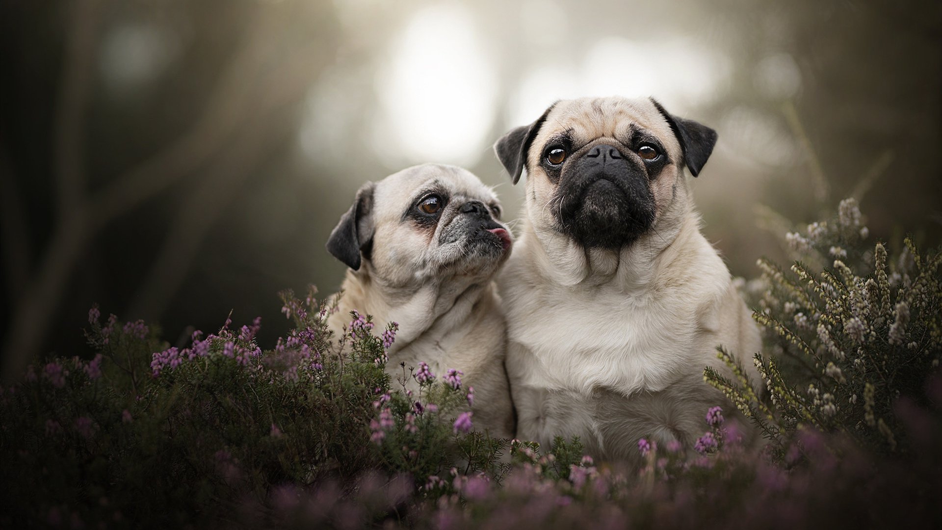 阿坎吉的完美风暴，当瑞士军刀刺穿英格兰神话的袍子