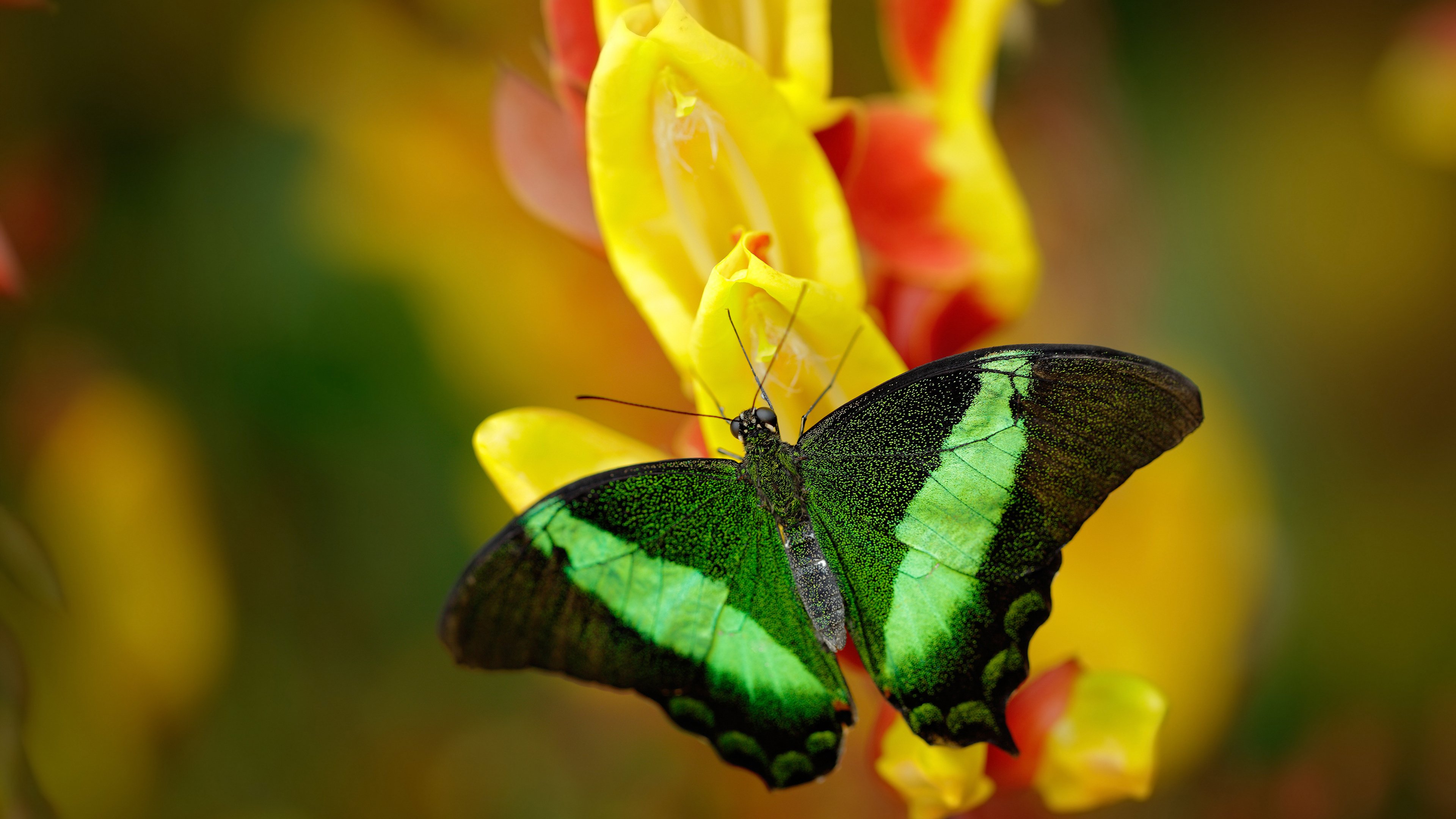 北欧神话不敌阿尔卑斯雪崩，梅西终场绝杀，助瑞士传奇队险胜挪威