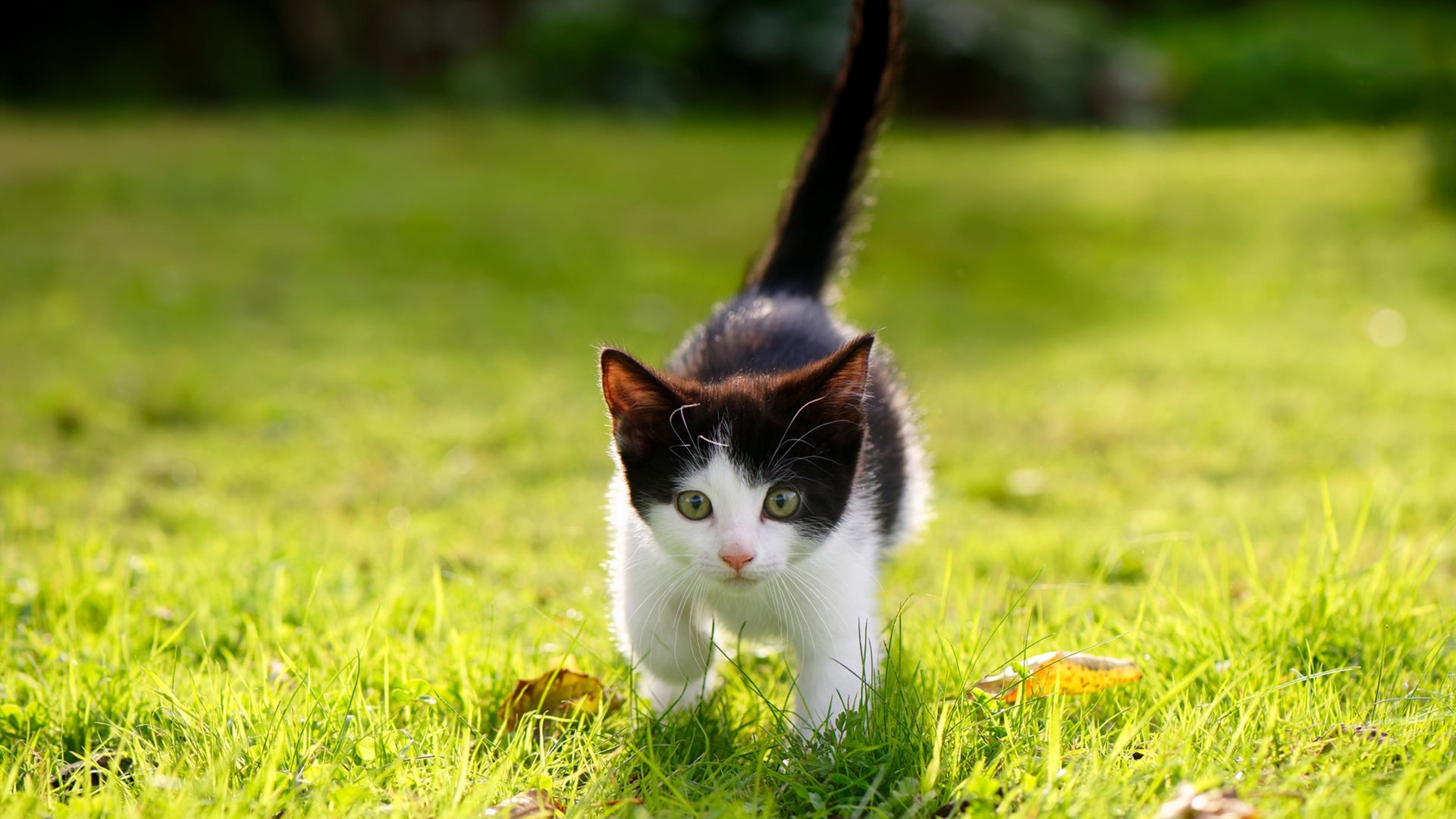 掀翻战车！里昂一锤定音，库尔图瓦封神回合诠释何谓不手软