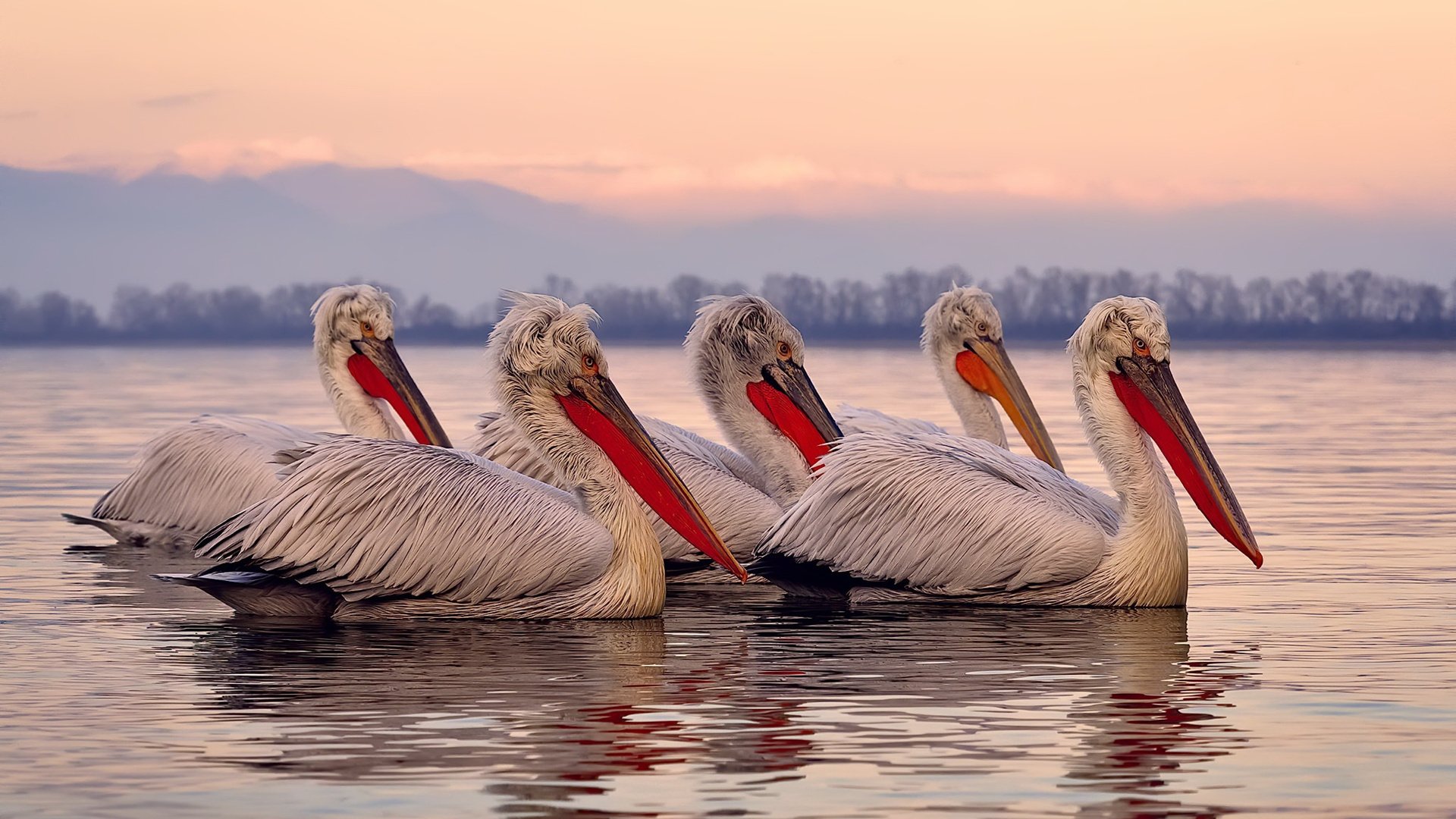 为何总是他们？凯塞多的爆发与塞维利亚的专门化生存哲学
