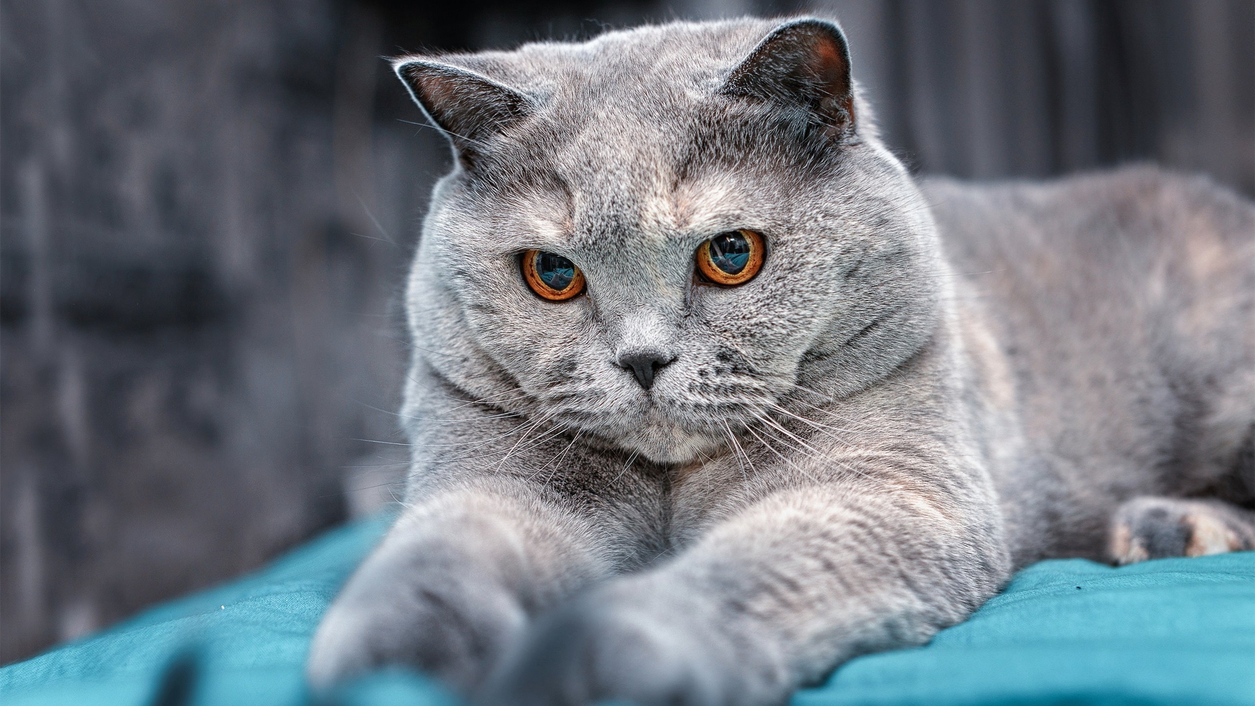 爱游戏娱乐-地理迷雾与意志壁垒，阿森纳雨夜突围威尔士的德甲争冠启示