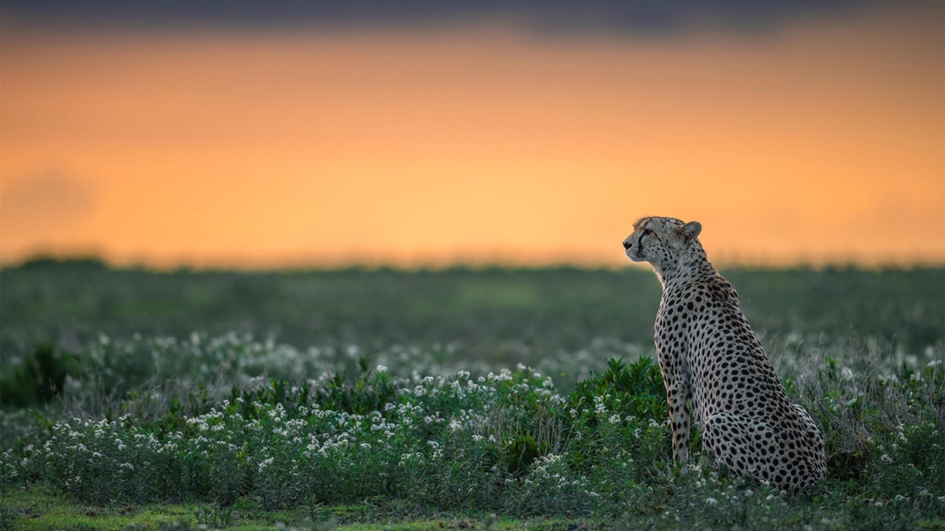爱游戏在线-范戴克冠军级表现闪耀欧洲之巅，摩纳哥关键战突围南非启示录
