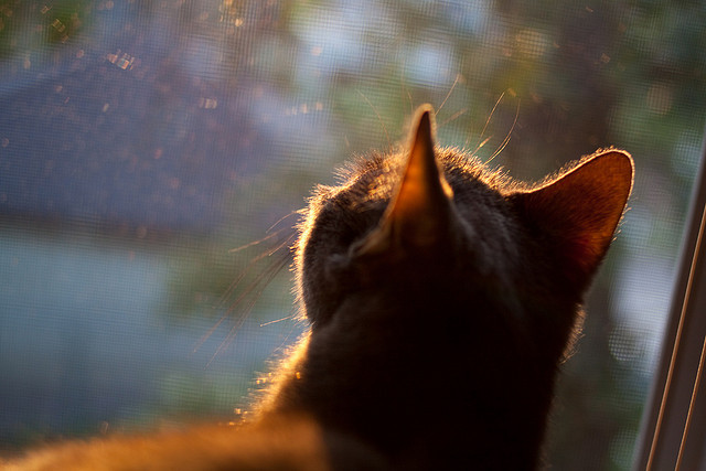 爱游戏tv-梦幻联动，巴拉圭对阵威尔士友谊赛惊现C罗身影，赛后评分拉满引全球热议