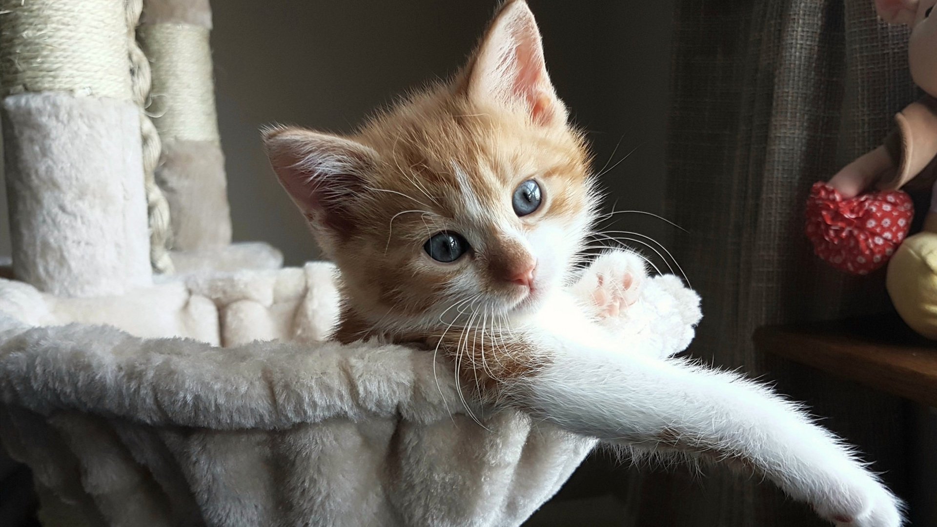 乔治流星雨,当雄鹿的闪电击穿深圳的铁幕