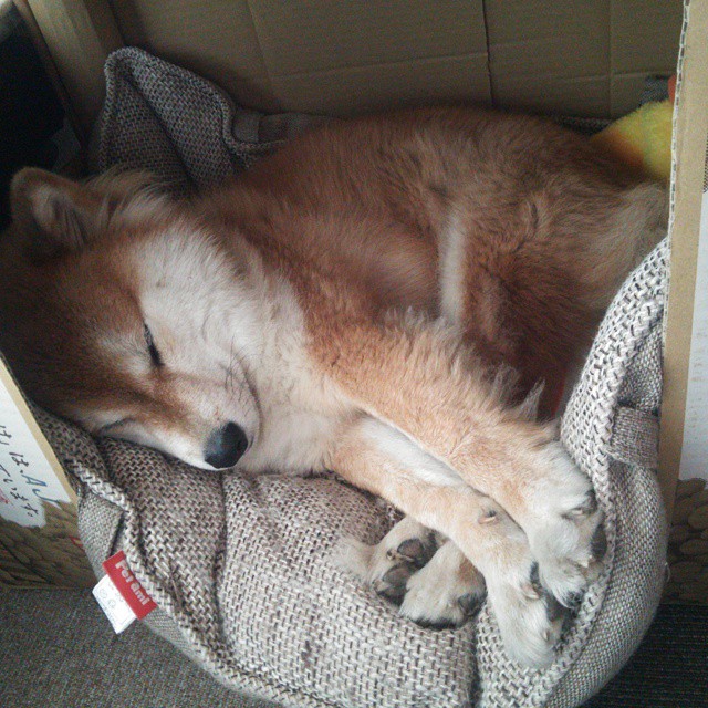 双星闪耀之夜,C罗焦点战完成自我救赎,摩纳哥碾压雷恩展冠军相