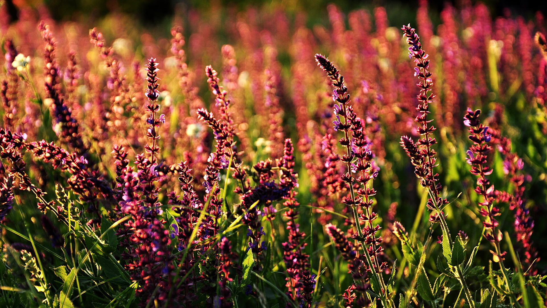 爱游戏在线-时光虫洞对决，当凯尔特人空降东莞之夜，莫兰特末节风暴颠覆次元