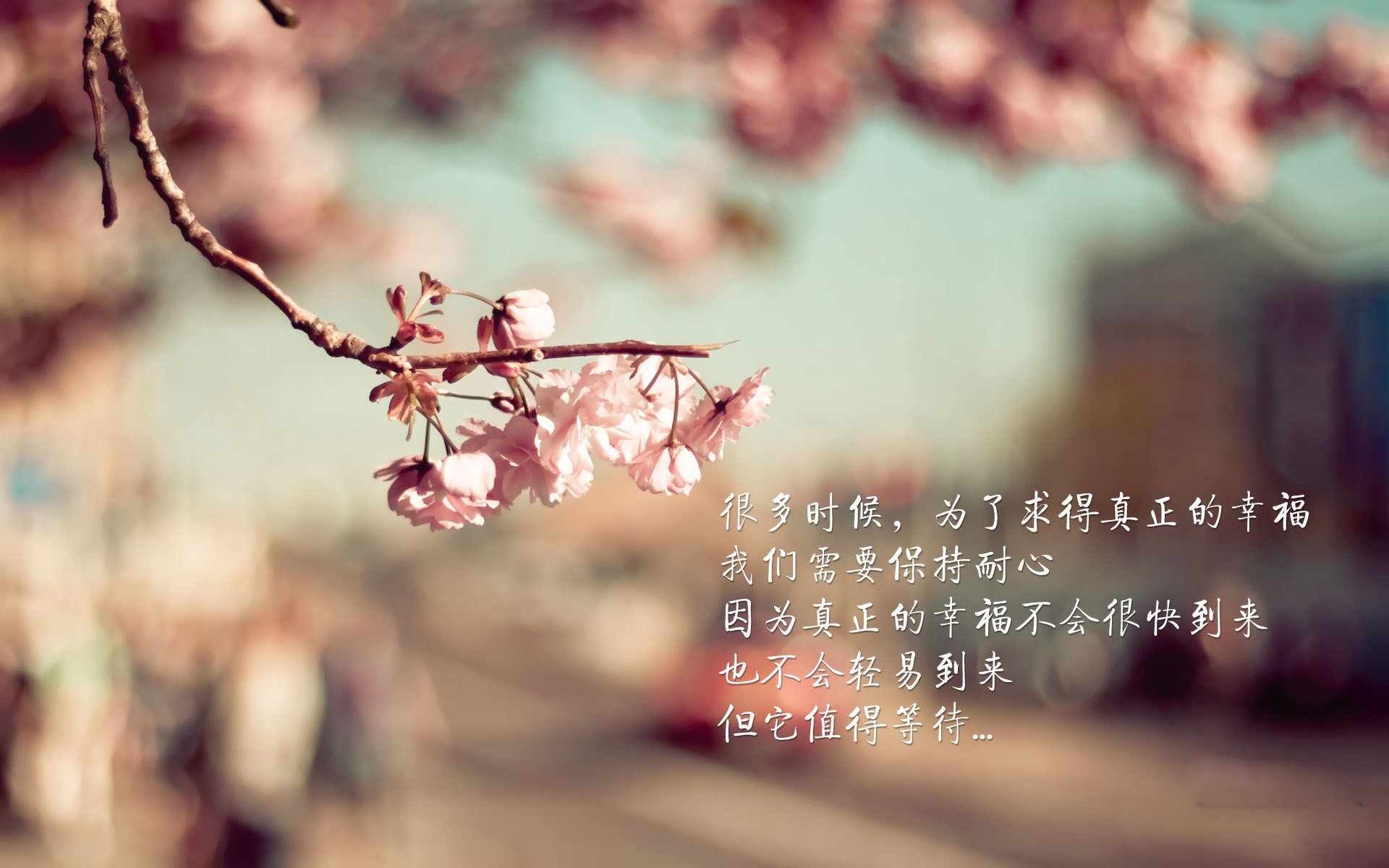 孤注一掷的蓝与黄,2026世界杯生死战,厄瓜多尔如何用一场横扫撕裂匈牙利,唤醒沉睡的进攻之魂